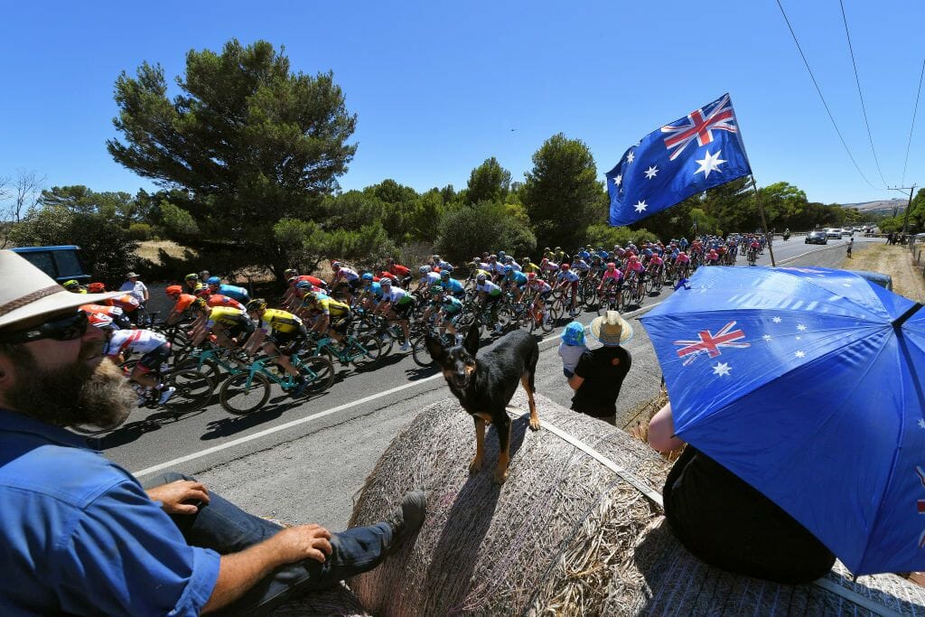 WILLUNGA HILL, AUSTRALIA - JANUARY 20: Landscape / Peloton / Fans / Public / Dog / Australian Flag / during the 21st Santos Tour Down Under 2019, Stage 6 a 151,5km stage from McLaren Vale to Willunga Hill 374m / TDU / on January 20, 2019 in Willunga Hill, Australia. (Photo by Tim de Waele/Getty Images)