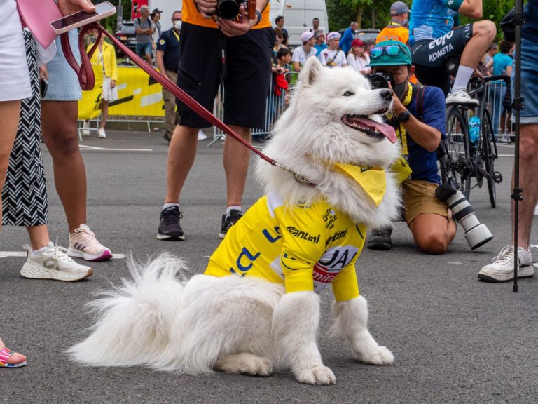 I cani al Tour de France: i veri protagonisti dello spettacolo
